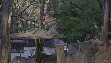 野生动物盘羊春天动物园休闲娱乐视频的预览图